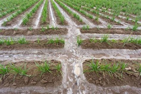 What Is Surface Irrigation System