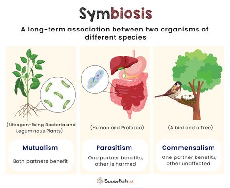 what is symbiotic relationship explain with example class 7