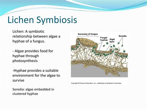 what is symbiotic relationship explain with the example of lichens