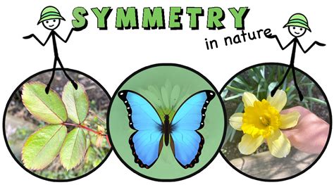 what is symmetry pattern in nature examples