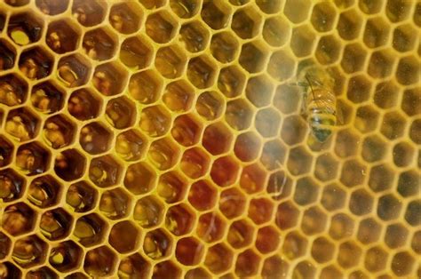 what is tessellation pattern in nature