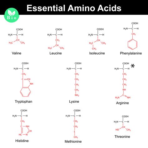 what is the amino acid for aa