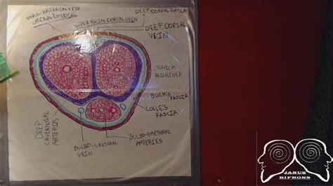what is the angion method
