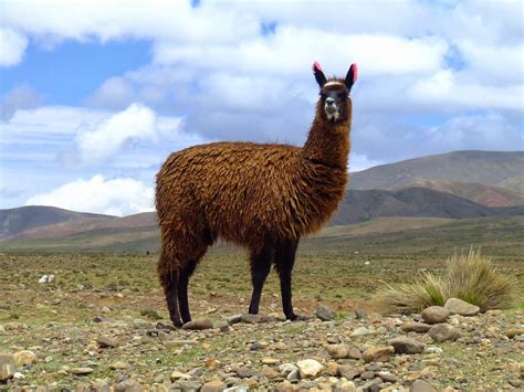 what is the animal for llama
