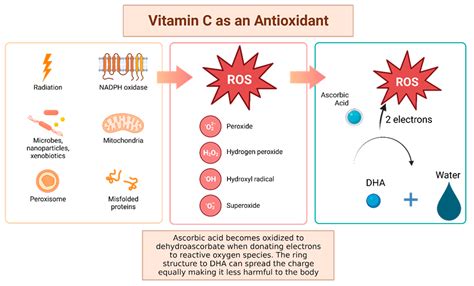 Antioxidants Free FullText Vitamin C in Plants From Functions to