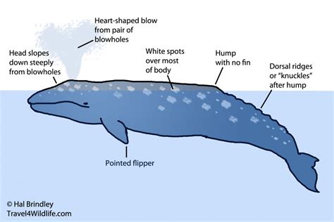 what is the appearance of a whale