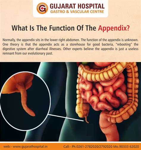 what is the appendix function in the digestive system