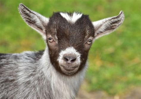what is the average cost of a pygmy goat
