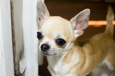 Perfect What Is The Average Price Of A Teacup Chihuahua For Bridesmaids