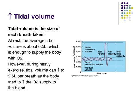 what is the average tidal volume during exercise