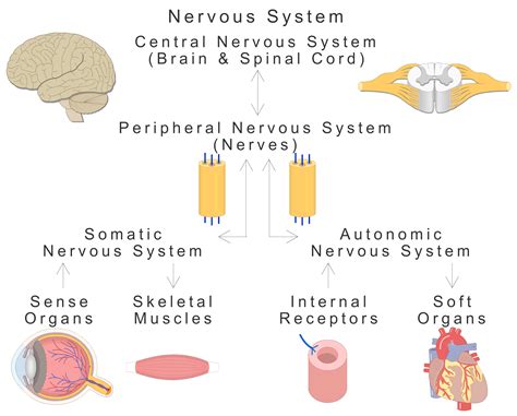 what is the basic component of the nervous system