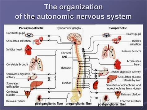 what is the basic function of the autonomic nervous system