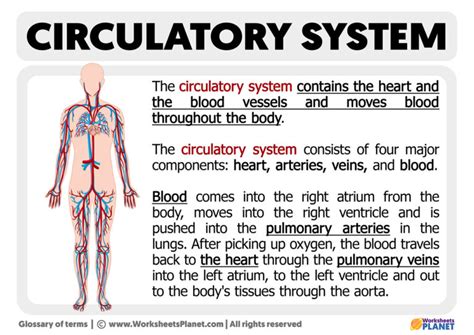 What Is The Basic Function Of The Circulatory System