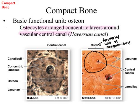what is the basic structural and functional unit of compact bone
