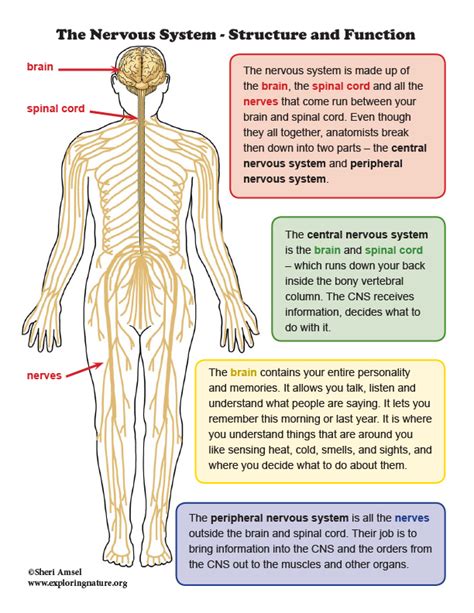 what is the basic structure and functional unit of the nervous system