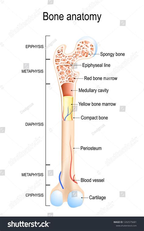 what is the basic structure of a long bone