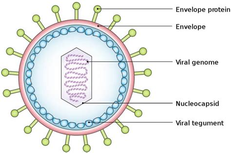 what is the basic structure of a virus