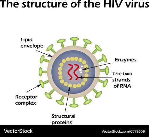 what is the basic structure of hiv virus