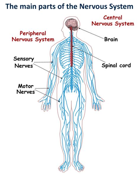 What Is The Basic Unit Of The Nervous System And Why Is It Considered So