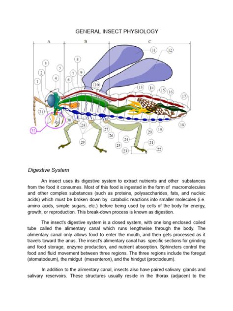 what is the basic unit of the nervous system in insects