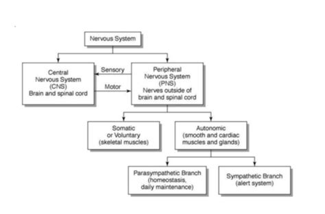 what is the basic unit of the nervous system quizlet