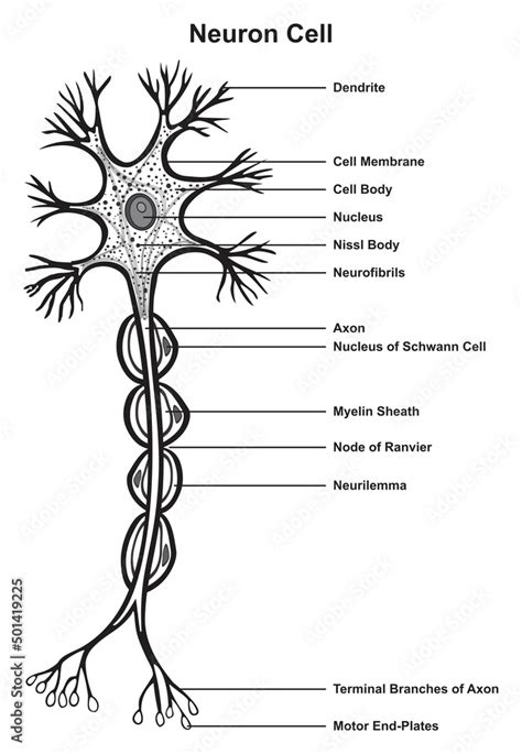 what is the basic unit of the nervous system that transmits electrical signals