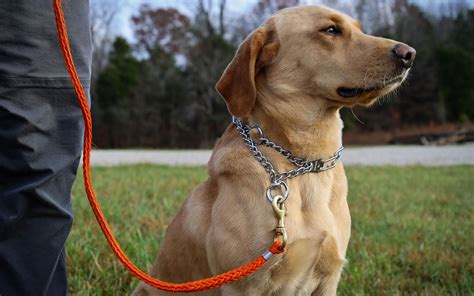 What Is The Best Collar To Use For A Dog That Pulls
