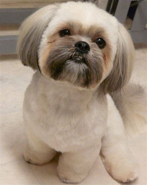  79 Ideas What Is The Best Hair Cut For A Shih Tzu For Hair Ideas