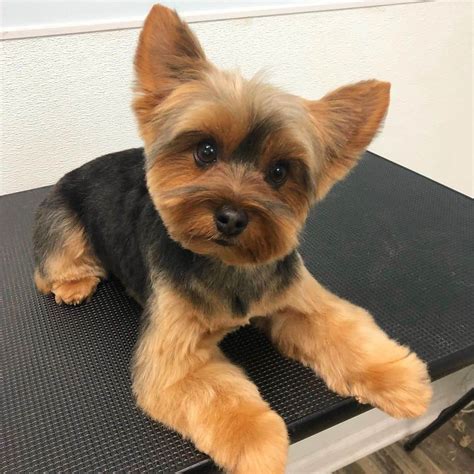  79 Stylish And Chic What Is The Best Haircut For A Yorkie For Short Hair