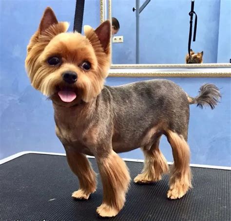  79 Ideas What Is The Best Haircut For A Yorkie Male For Hair Ideas