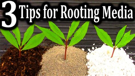 what is the best medium for rooting cuttings