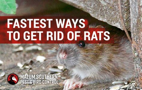 What Is The Best Method To Get Rid Of Rats