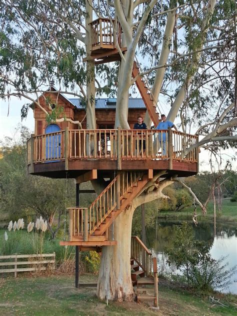 What Is The Best Tree For A Treehouse