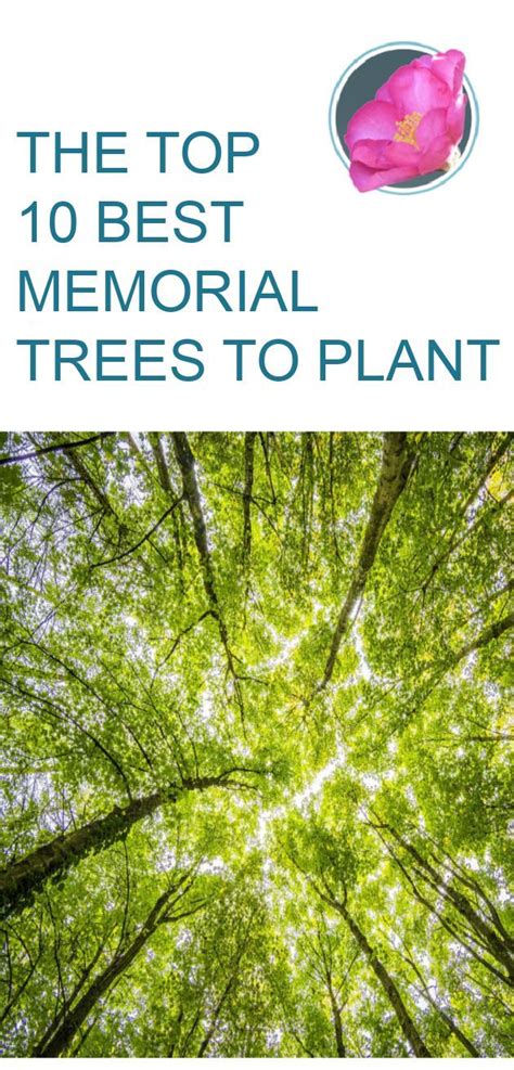 What Is The Best Tree To Plant In Memory Of Someone