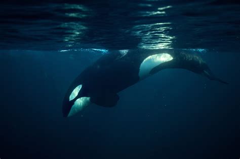 what is the biggest killer whale