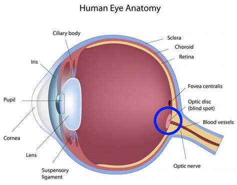 what is the blind spot in the eye