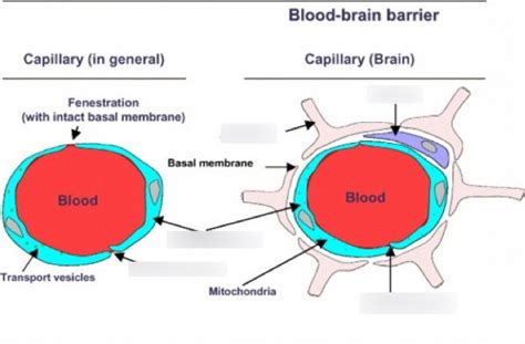 UW scientists create a recipe to make human bloodbrain barrier