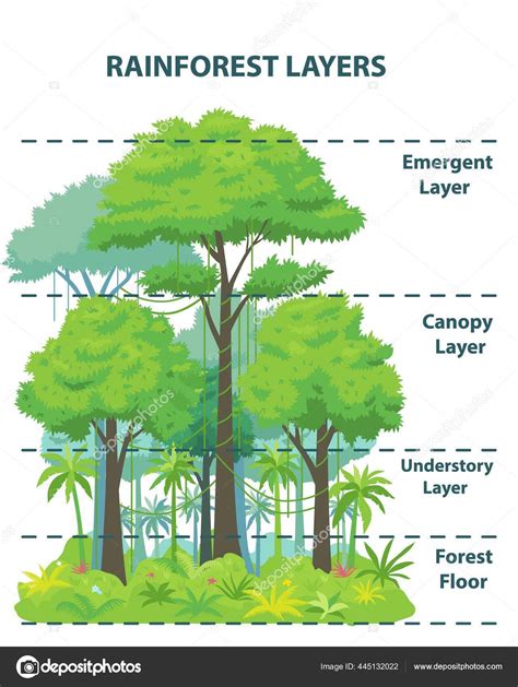 What Is The Canopy Layer In Rainforest