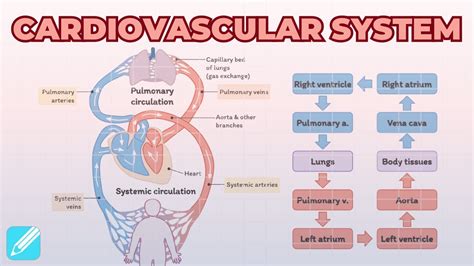 what is the cardiovascular system's main function