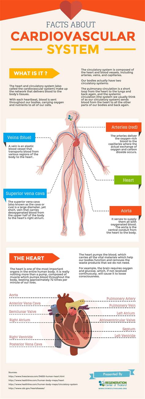 what is the cardiovascular system functions