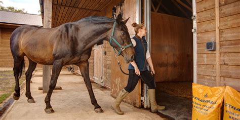 What Is The Cheapest Horse Bedding