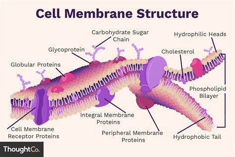 Cell membrane with labeled educational structure scheme vector