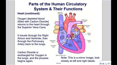 what is the circulatory system functions