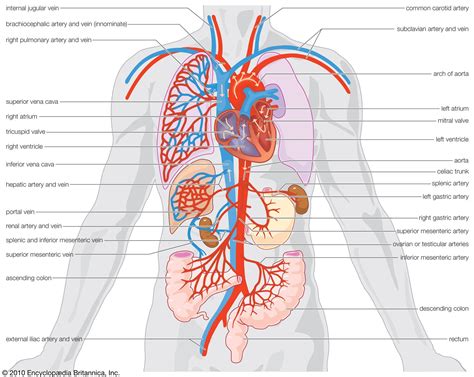 what is the circulatory system main functions