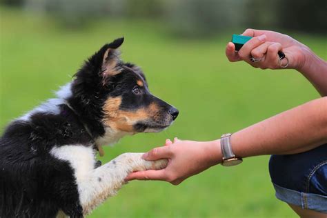 what is the clicker for dog training