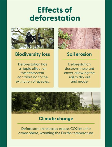 What Is The Consequence Of Deforestation