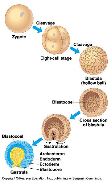 what is the correct sequence of development
