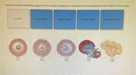 what is the correct sequence of development following conception