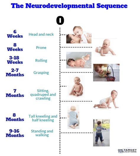 what is the correct sequence of development for a baby