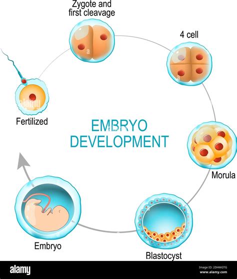 what is the correct sequence of development from zygote to embryo